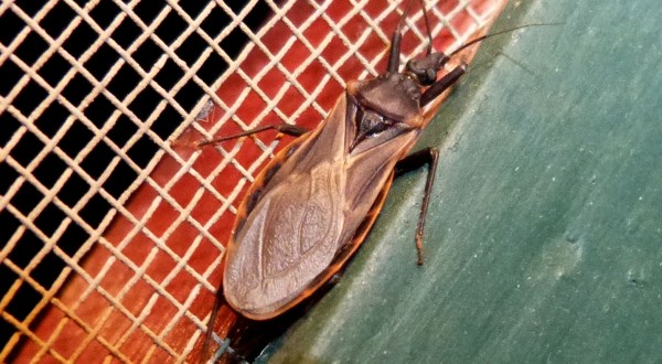 A Parasitic Bug Has Been Spotted Throughout Utah And Its Bite Can Be Deadly